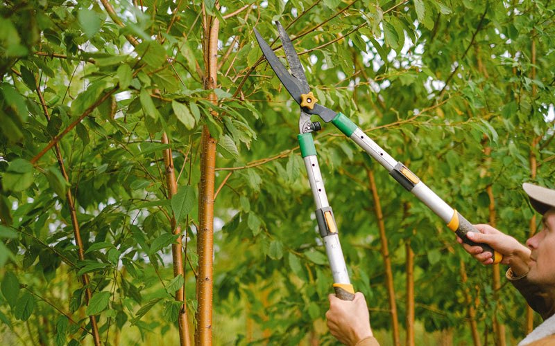 Tree trimming in Springfield, IL